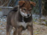2 chiots Shiba Inus non LOF disponibles à la vente