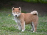 2 chiots Shiba Inus non LOF disponibles à la vente
