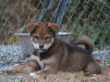 2 chiots Shiba Inus non LOF disponibles à la vente