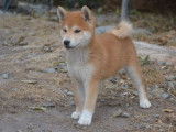 2 chiots Shiba Inus non LOF disponibles à la vente