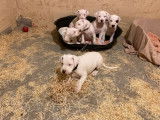 À réserver 8 chiots Dogues Argentins LOF