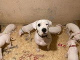 À réserver 8 chiots Dogues Argentins LOF