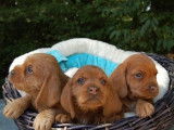 À vendre : 4 chiots Bassets Fauves de Bretagne non LOF fauves