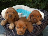 À vendre : 4 chiots Bassets Fauves de Bretagne non LOF fauves