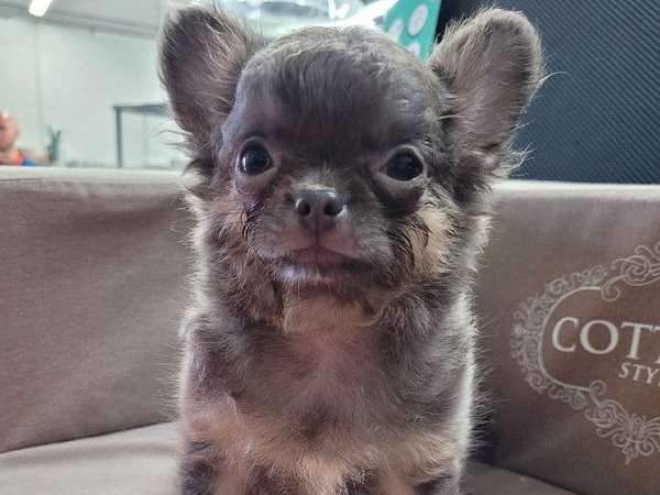 Un chiot mâle Chihuahua non LOF bleu et fauve disponible à l'achat