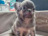 Un chiot mâle Chihuahua non LOF bleu et fauve disponible à l'achat