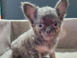Un chiot mâle Chihuahua non LOF bleu et fauve disponible à l'achat