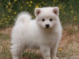 À vendre : 5 chiots Spitz Japonais blancs LOF