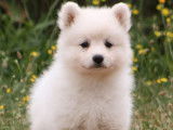 À vendre : 5 chiots Spitz Japonais blancs LOF
