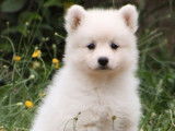 À vendre : 5 chiots Spitz Japonais blancs LOF