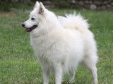 À vendre : 5 chiots Spitz Japonais blancs LOF