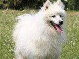 À vendre : 5 chiots Spitz Japonais blancs LOF