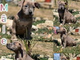 5 chiots Staffies LOF &agrave; vendre, bleus ou bleu bring&eacute;