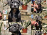 5 chiots Staffies LOF &agrave; vendre, bleus ou bleu bring&eacute;