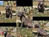 5 chiots Staffies LOF &agrave; vendre, bleus ou bleu bring&eacute;