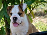 Disponibles : 3 chiots Bulldogs Continentaux LOF fauve pan blanc