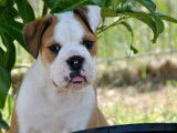 Disponibles : 3 chiots Bulldogs Continentaux LOF fauve pan blanc