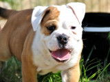 Disponibles : 3 chiots Bulldogs Continentaux LOF fauve pan blanc