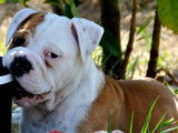 Disponibles : 3 chiots Bulldogs Continentaux LOF fauve pan blanc