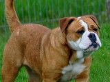 Disponibles : 3 chiots Bulldogs Continentaux LOF fauve pan blanc
