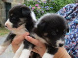 À réserver : 7 chiots Border Collies non LOF noir pan blanc