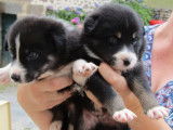 À réserver : 7 chiots Border Collies non LOF noir pan blanc