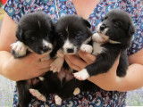 À réserver : 7 chiots Border Collies non LOF noir pan blanc