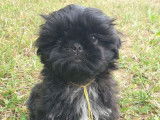 3 chiots femelles Shih Tzus non LOF disponibles tout de suite