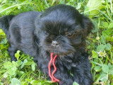 3 chiots femelles Shih Tzus non LOF disponibles tout de suite