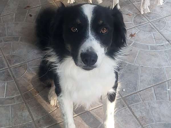 Une chienne Border Collie noir et blanc non LOF de 2 ans à vendre
