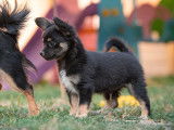 Chihuahua mâle noir et feu