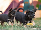Chihuahua mâle noir et feu