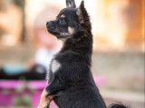 Chihuahua mâle noir et feu