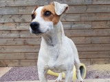 À vendre : une chienne Jack Russell Terrier blanche LOF de 3 ans