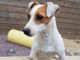 À vendre : une chienne Jack Russell Terrier blanche LOF de 3 ans