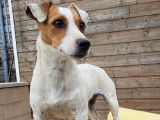 À vendre : une chienne Jack Russell Terrier blanche LOF de 3 ans