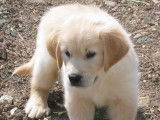 12 chiots Golden Retrievers LOF au pelage sable à vendre