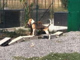 Chien Beagle adulte d’un an à vendre, mâle LOF tricolore