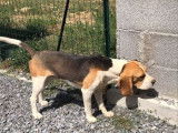 Chien Beagle adulte d’un an à vendre, mâle LOF tricolore