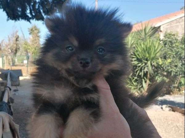 À vendre : un chiot Spitz Pomeranian LOF, mâle sable charbonné et masque noir