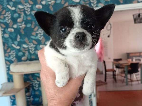 Un chiot à vendre, femelle Chihuahua noir et blanc non LOF