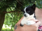 Un chiot à vendre, femelle Chihuahua noir et blanc non LOF