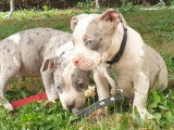 9 chiots American Bully Pocket non LOF bicolores &agrave; vendre