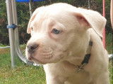 9 chiots American Bully Pocket non LOF bicolores &agrave; vendre