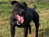 Vente d’un chien Staffordshire Bull Terrier adulte femelle noir non LOF