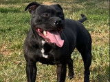 Vente d’un chien Staffordshire Bull Terrier adulte femelle noir non LOF