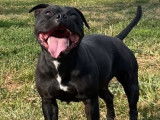 Vente d’un chien Staffordshire Bull Terrier adulte femelle noir non LOF