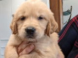 Réservation pour 5 chiots Golden Retrievers LOF sables