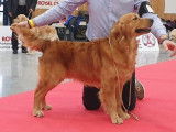 Réservation pour 5 chiots Golden Retrievers LOF sables
