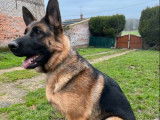 À vendre : une chienne Berger Allemand LOF noir et fauve